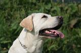 LABRADOR 1205